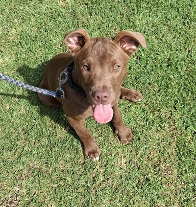 Kauri - Staffordshire Bull Terrier