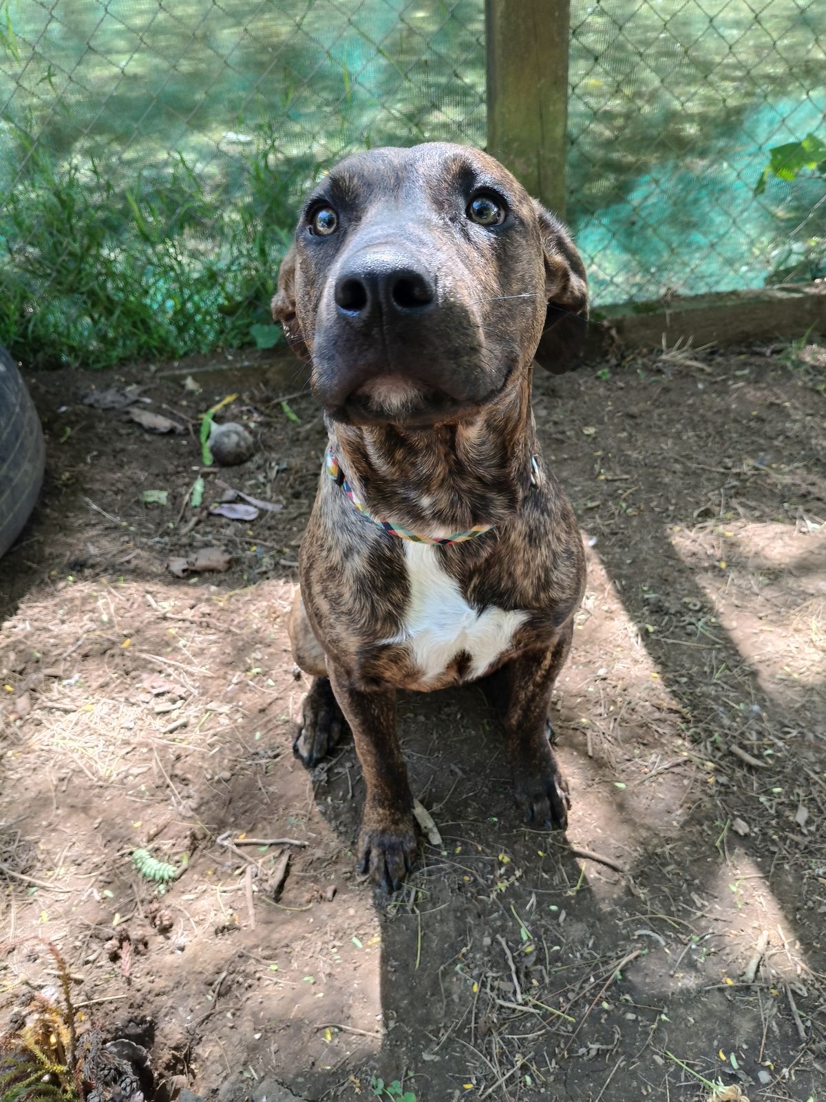 Gallery image: Dobby