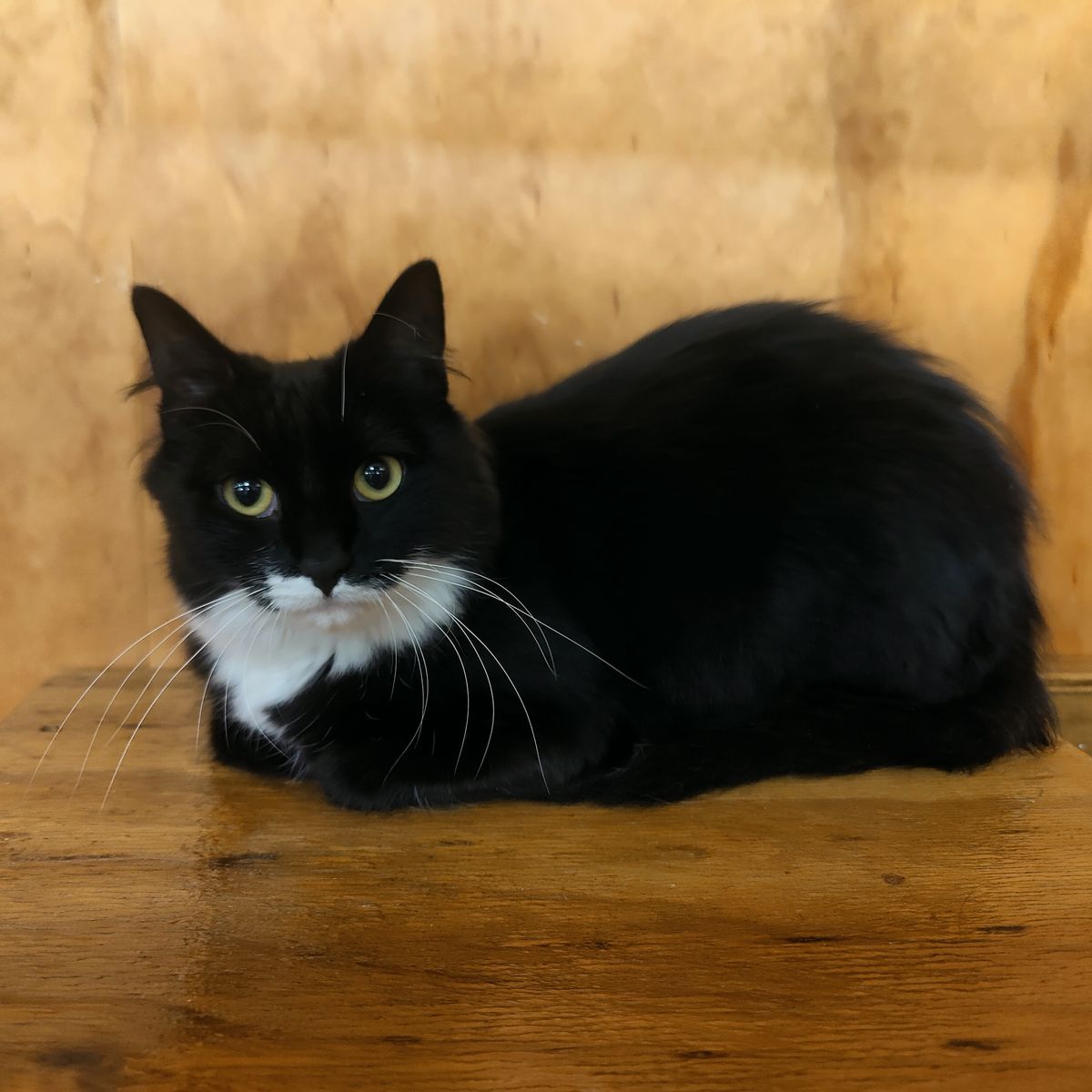 Gallery image: Mercedes