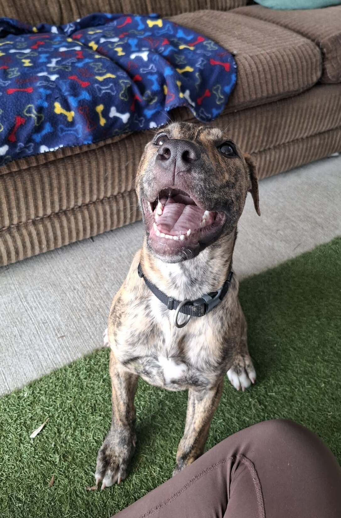 Gallery image: Pebbles