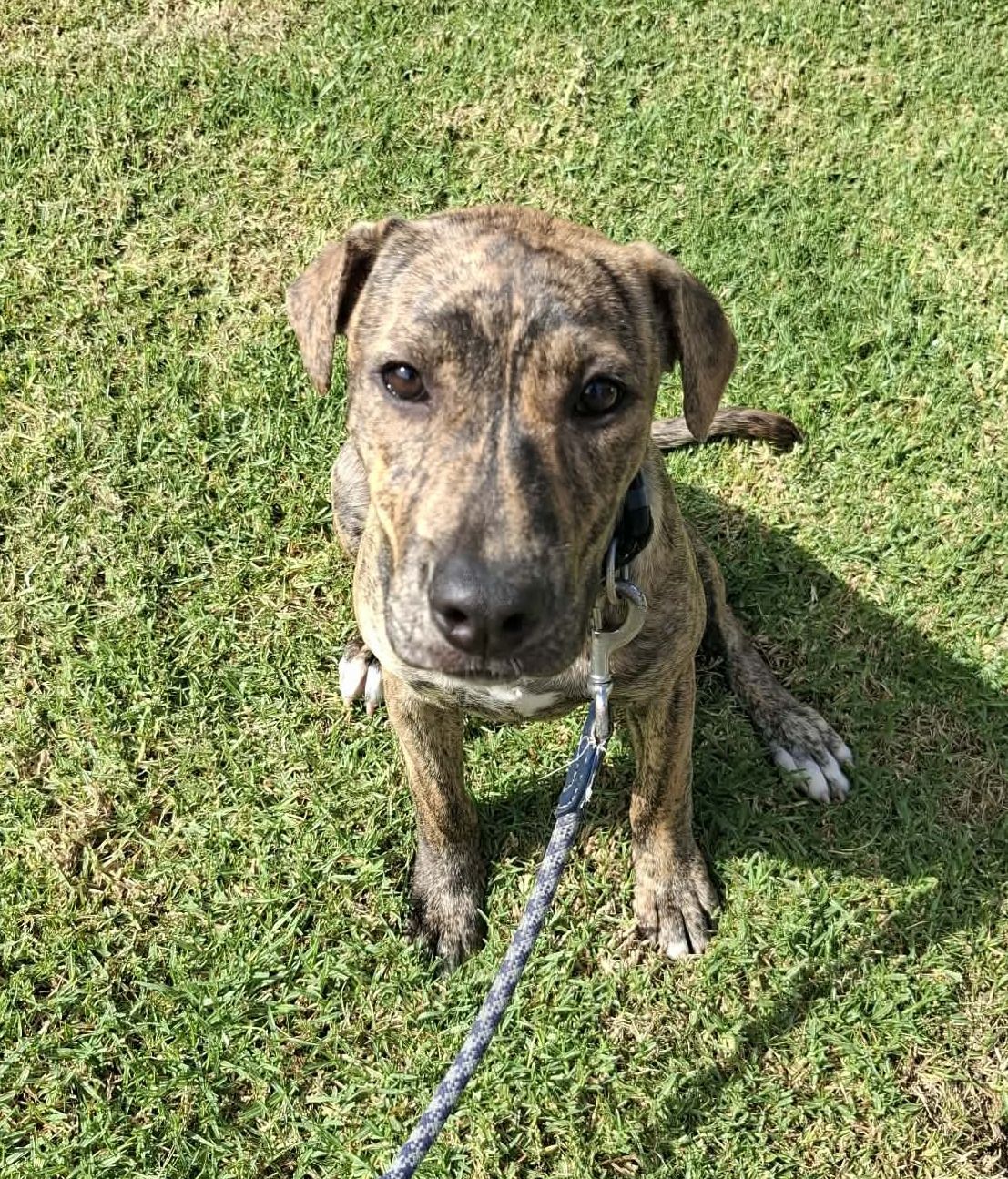 Gallery image: Pebbles