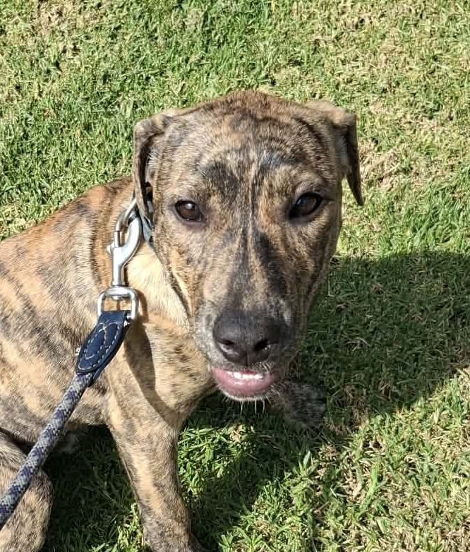 Gallery image: Pebbles