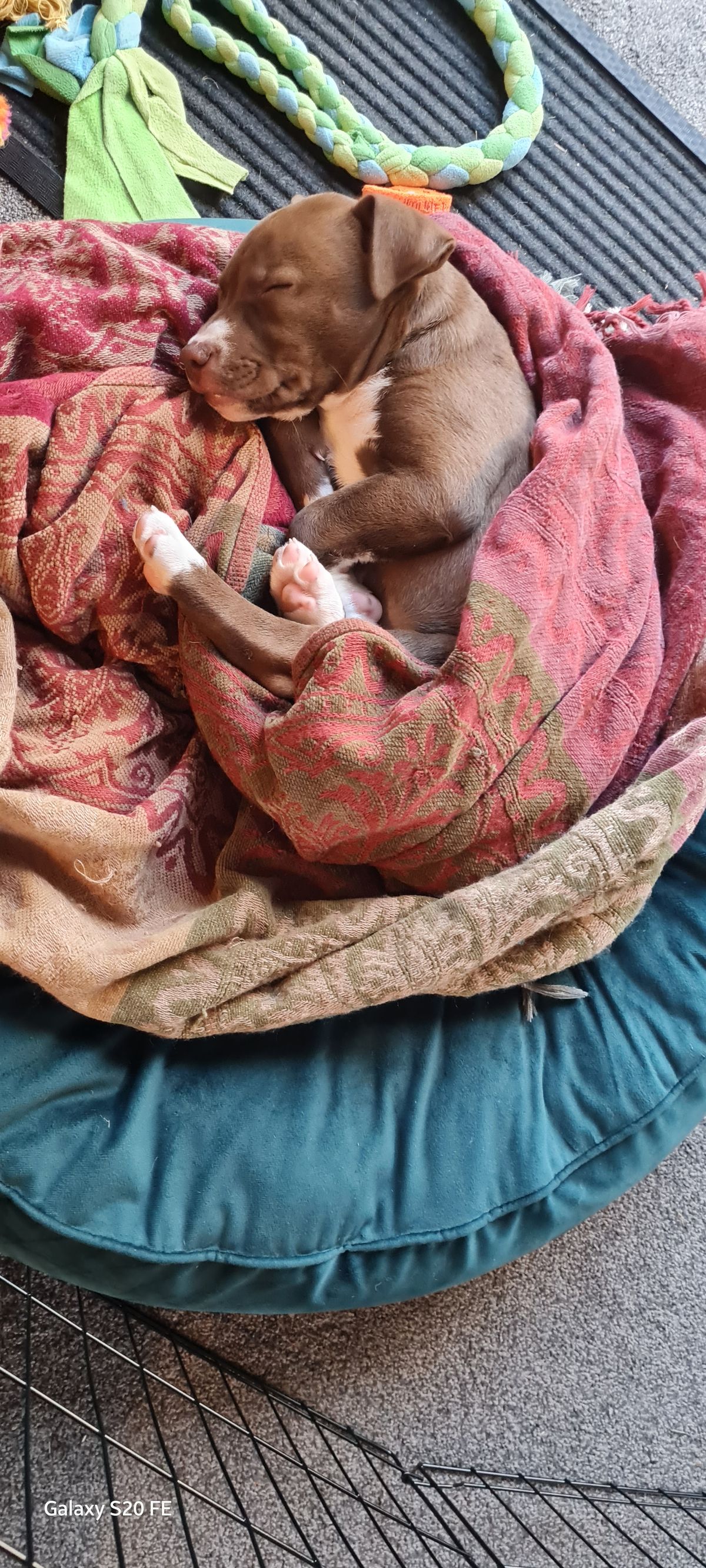 Gallery image: Harriet