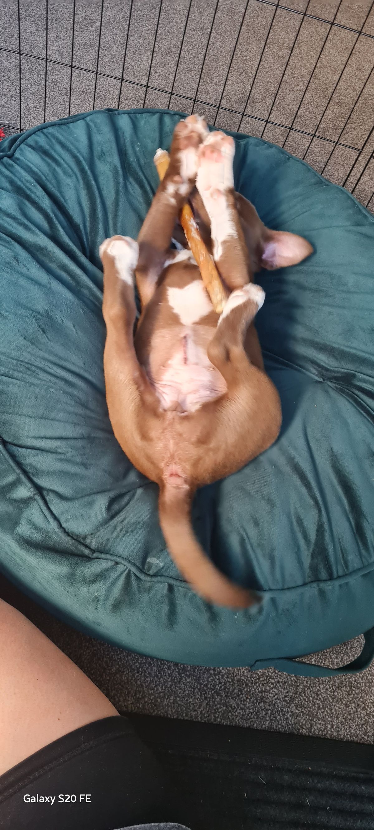 Gallery image: Harriet