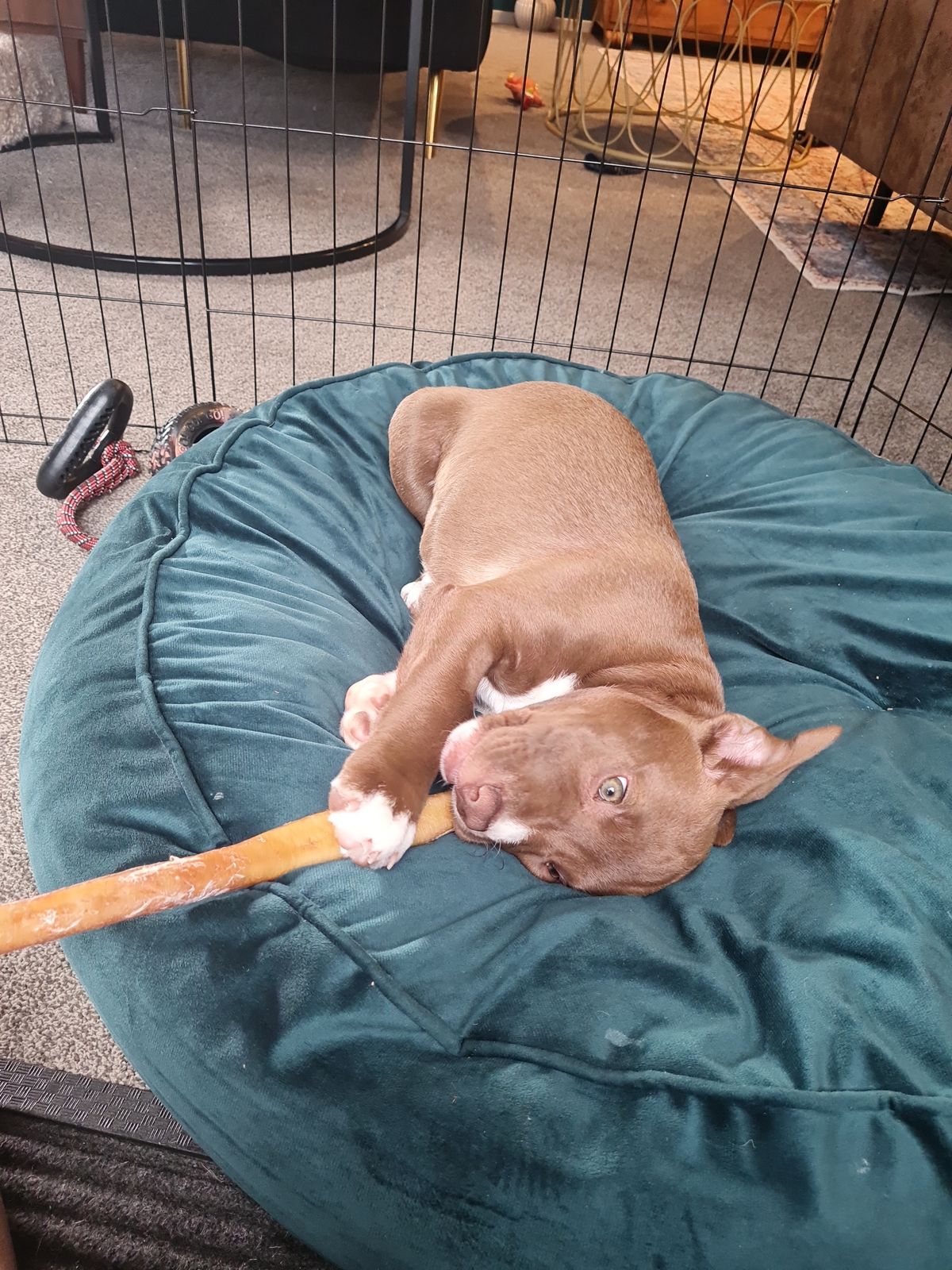 Gallery image: Harriet