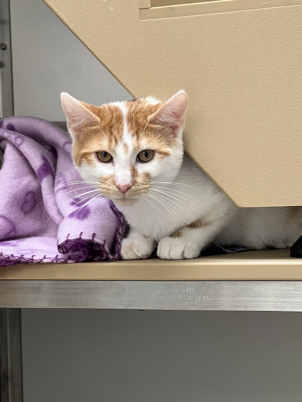 Gallery image: Chello