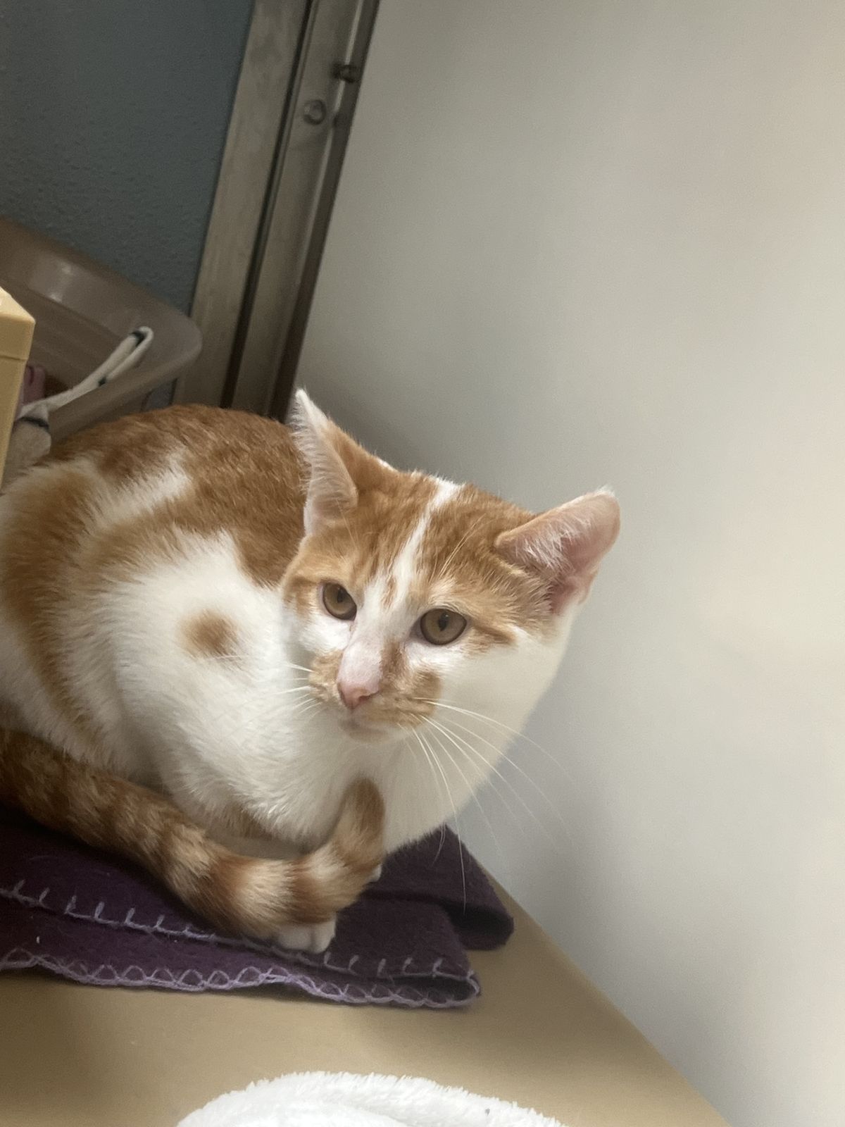 Gallery image: Chello