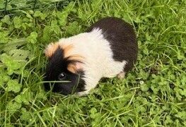 Gallery image: Wonton