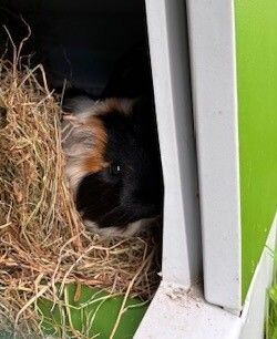 Gallery image: Wonton