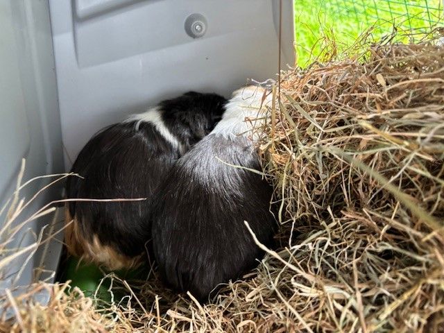 Gallery image: Dumpling