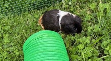 Gallery image: Dumpling