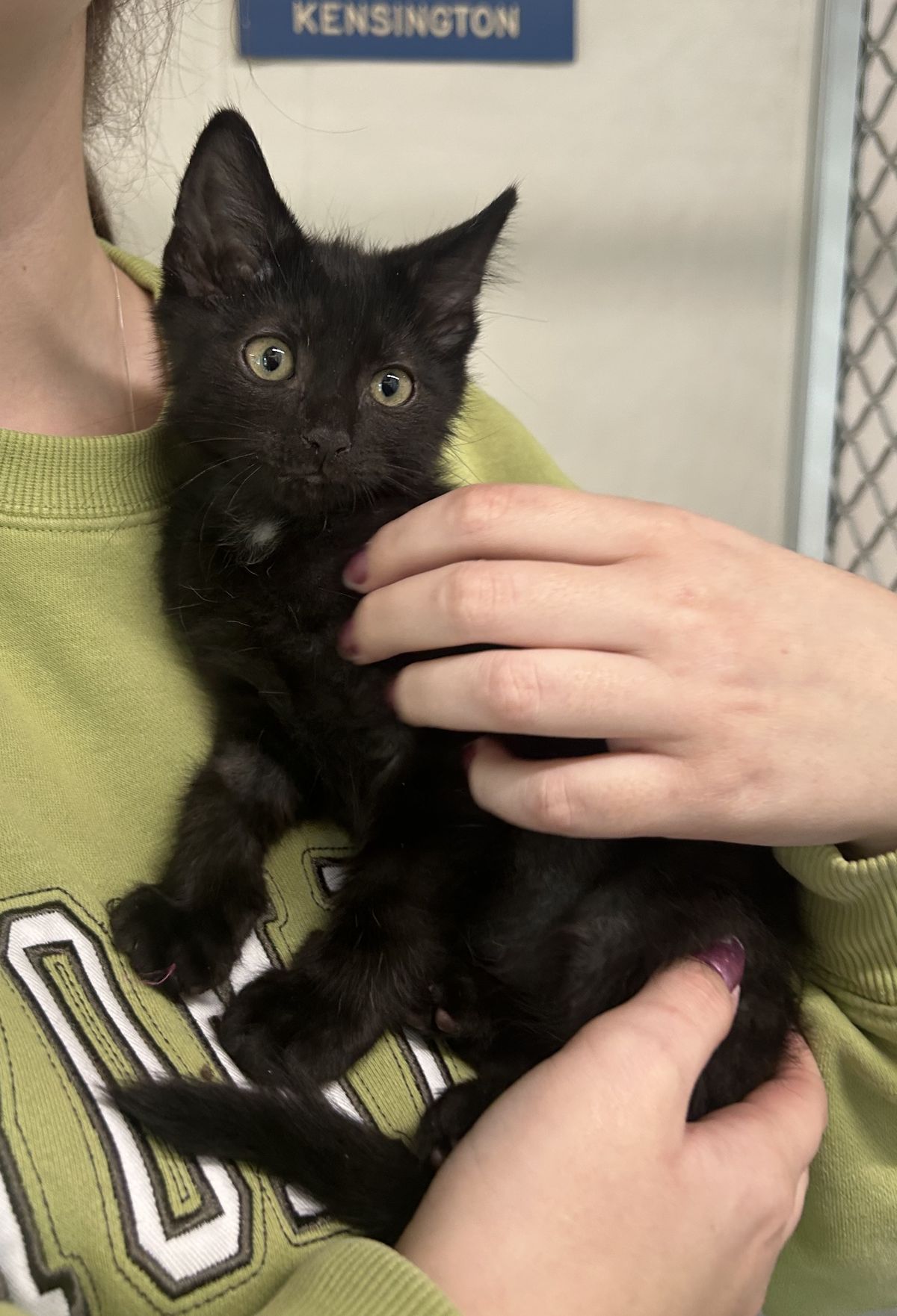 Gallery image: Rodger