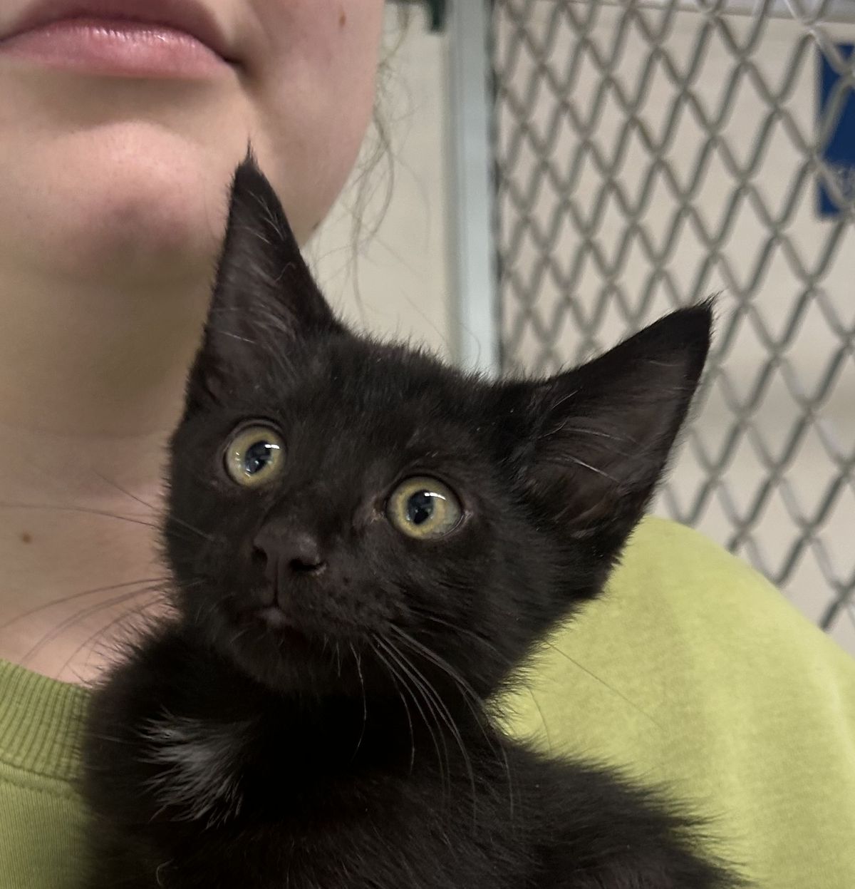 Gallery image: Ghost