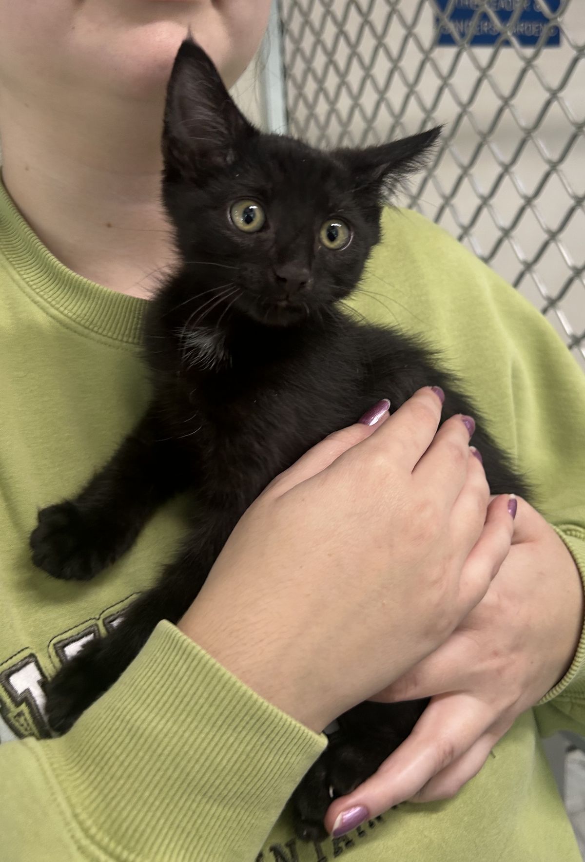 Gallery image: Ghost