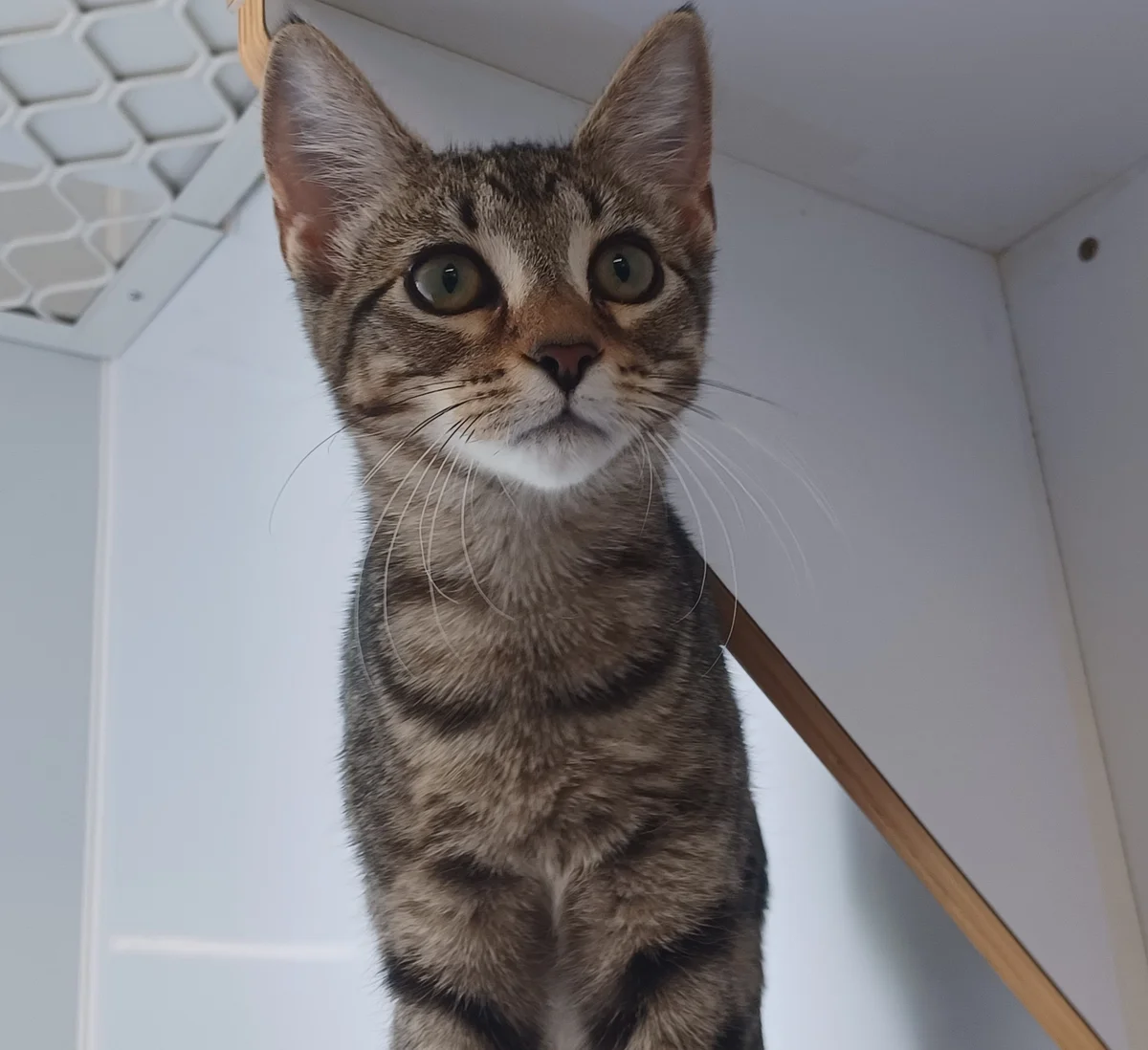 Gallery image: Suzie