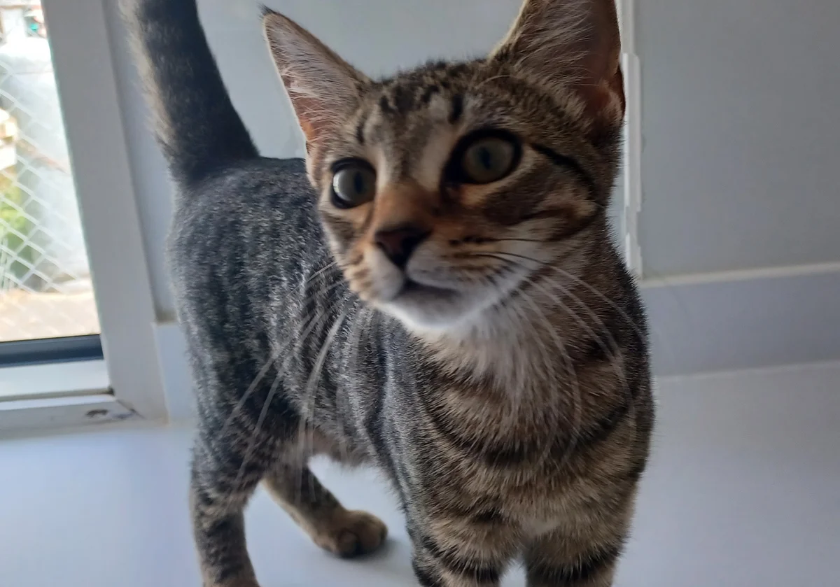 Gallery image: Suzie