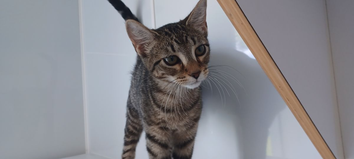 Gallery image: Suzie