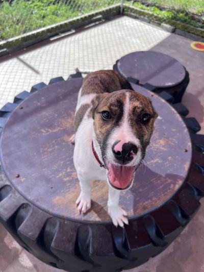 Gus - Large Cross Breed