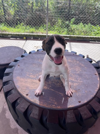 Ace - Large Cross Breed