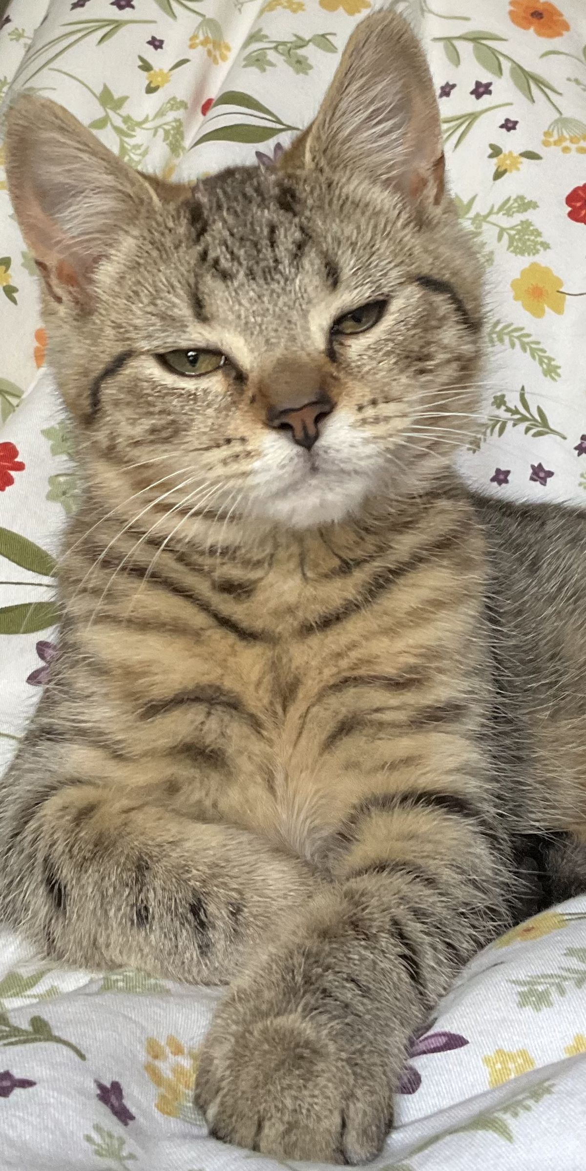 Gallery image: Ashley