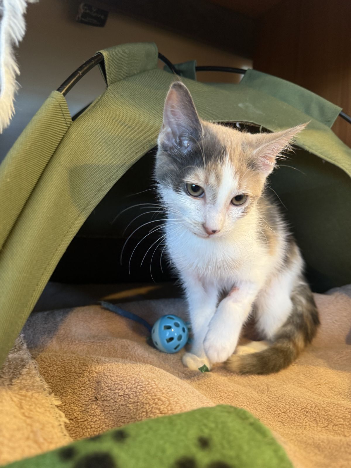 Gallery image: Pocket Rocket