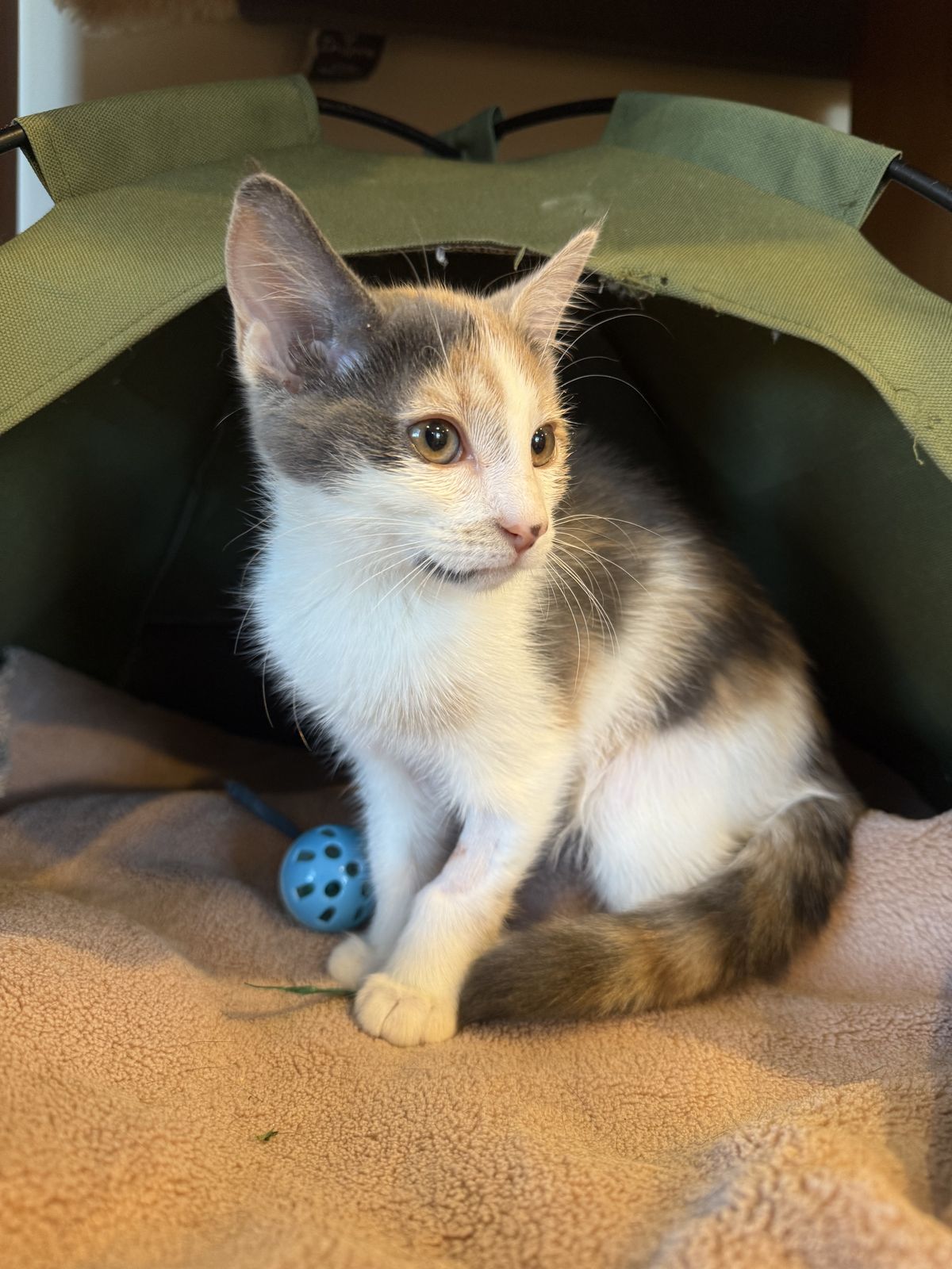 Gallery image: Pocket Rocket