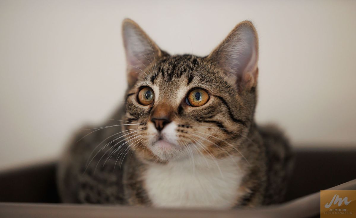 Gallery image: Bugsy