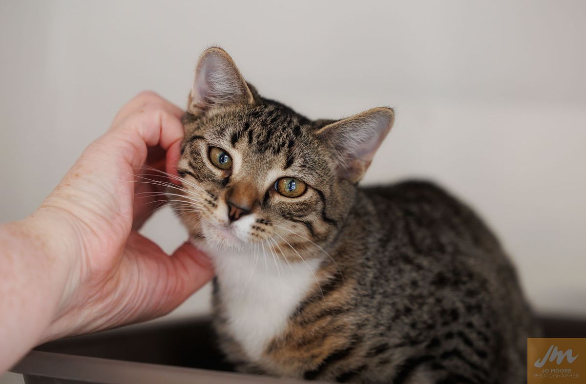 Gallery image: Bugsy