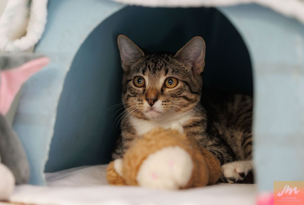 Gallery image: Bugsy