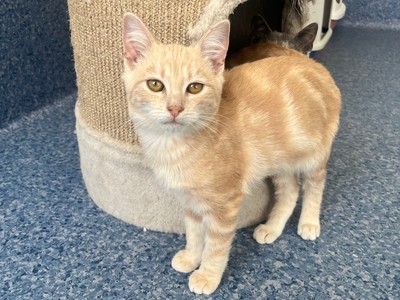 Mac - Domestic Short Hair