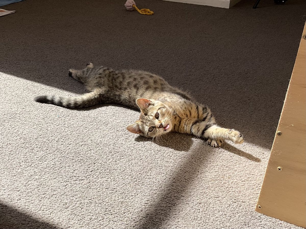 Gallery image: Ashley