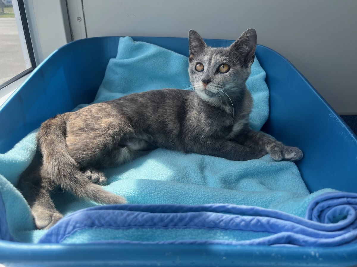 Gallery image: Rhiannon