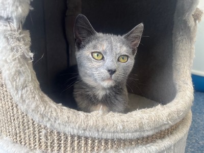Miranda - Domestic Short Hair