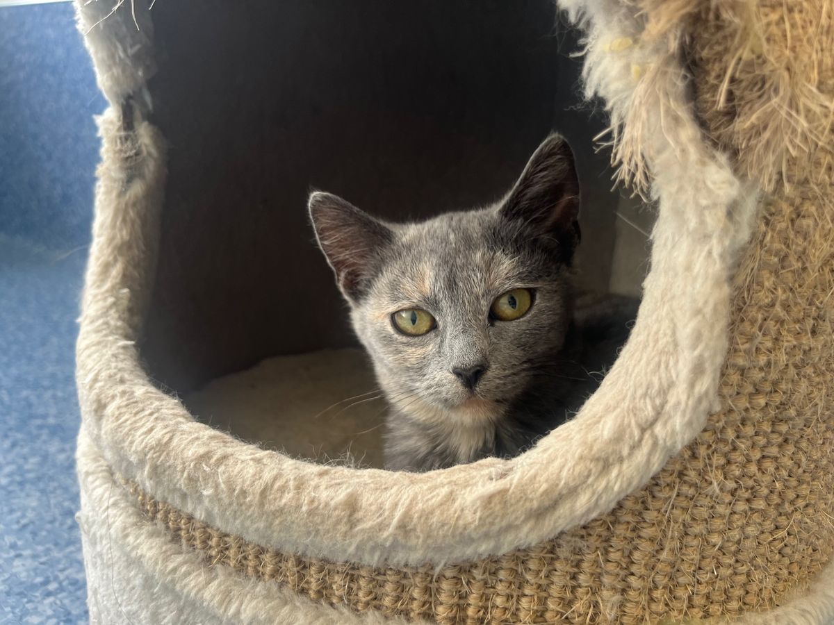 Gallery image: Miranda