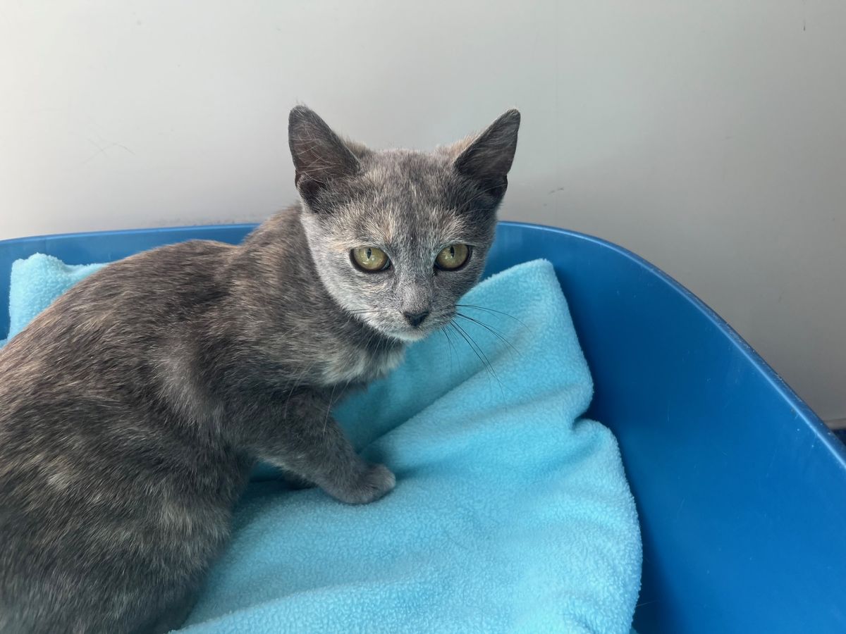 Gallery image: Miranda