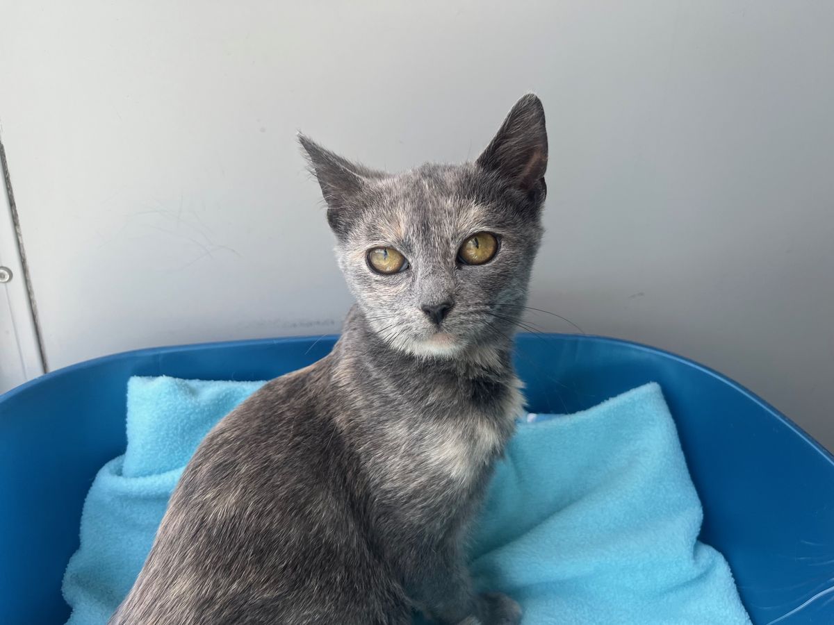 Gallery image: Miranda