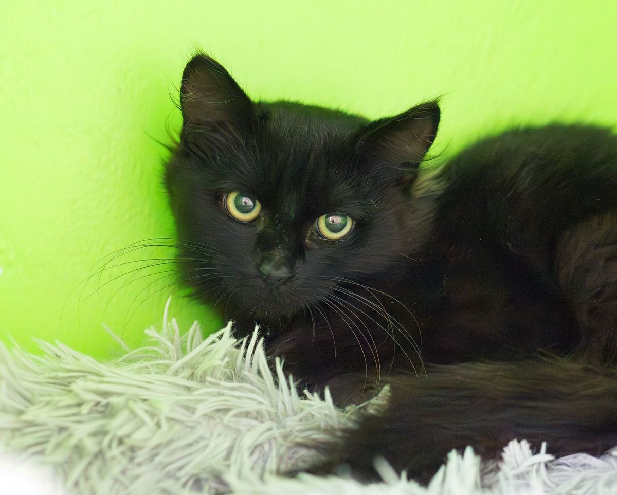 Gallery image: Bramble