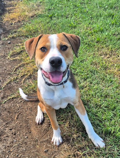 Murphy - Large Cross Breed