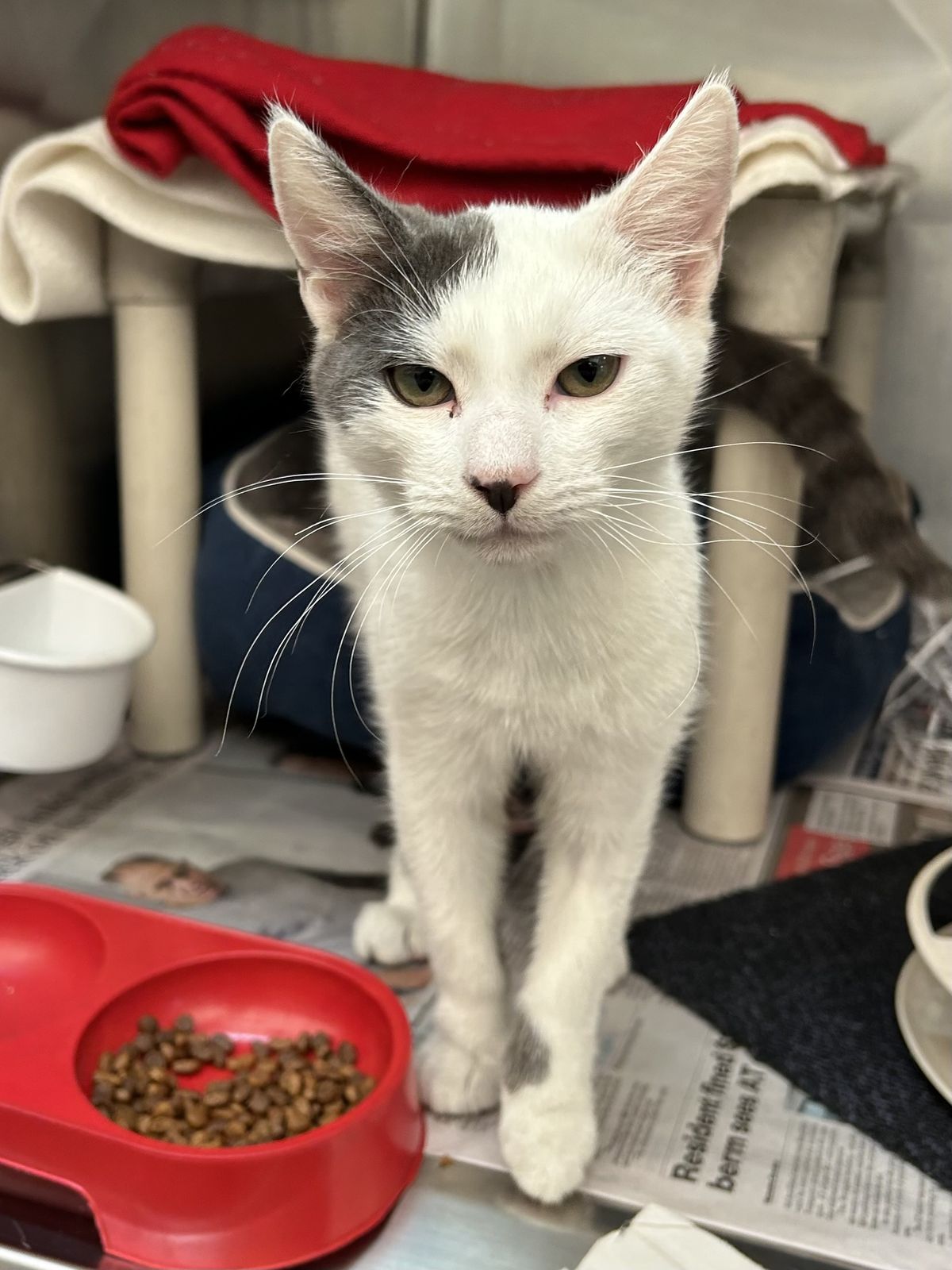 Gallery image: Alvin