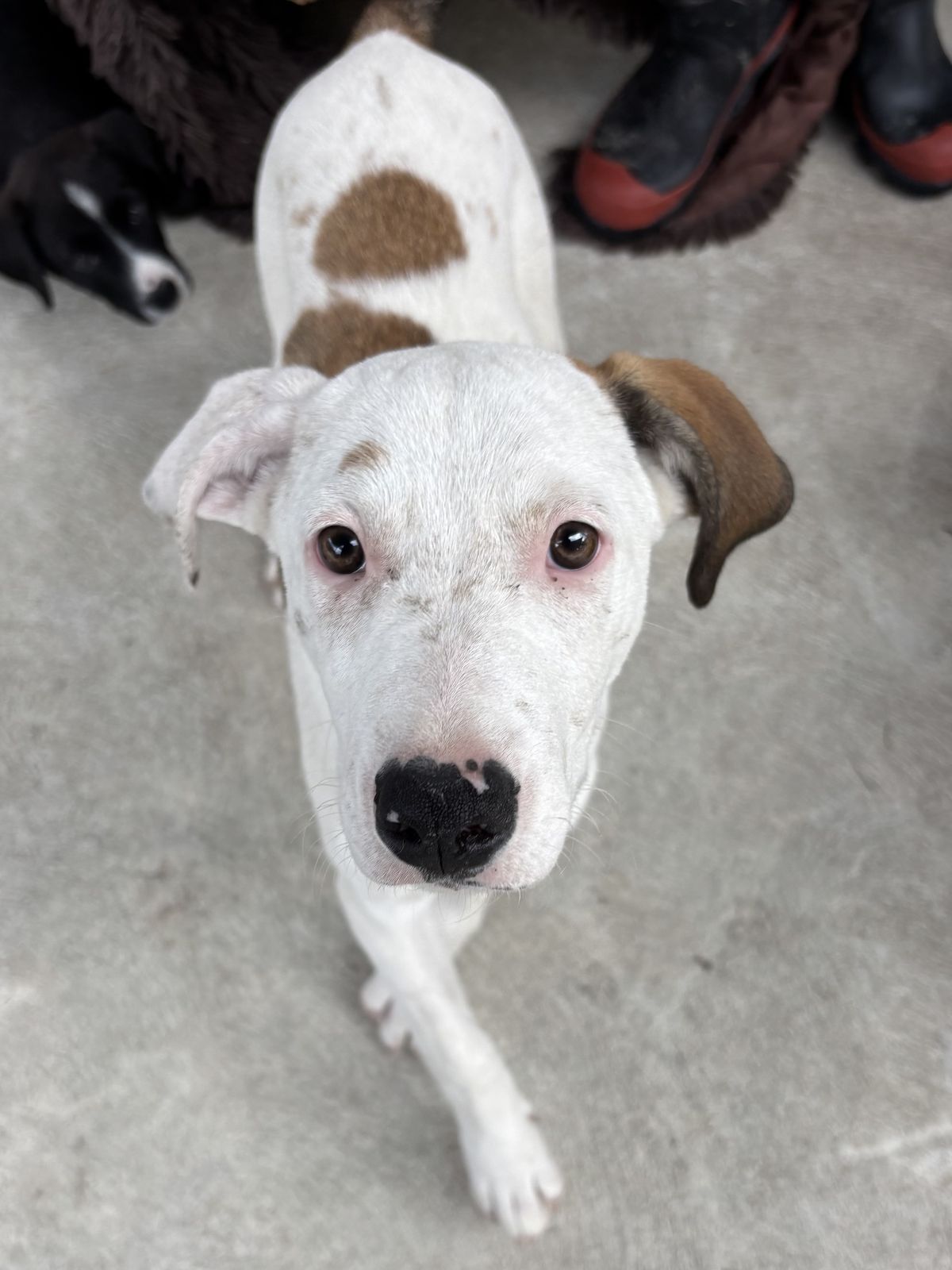 Gallery image: Calypso