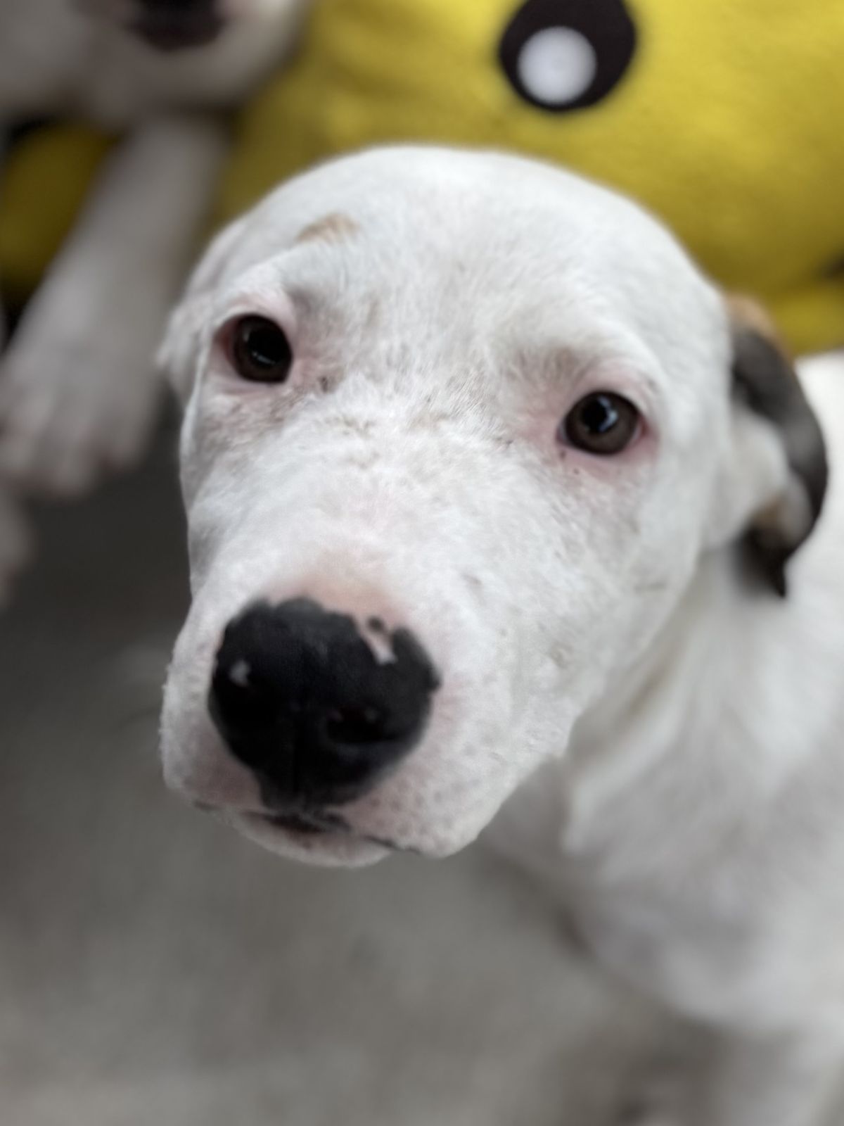 Gallery image: Calypso