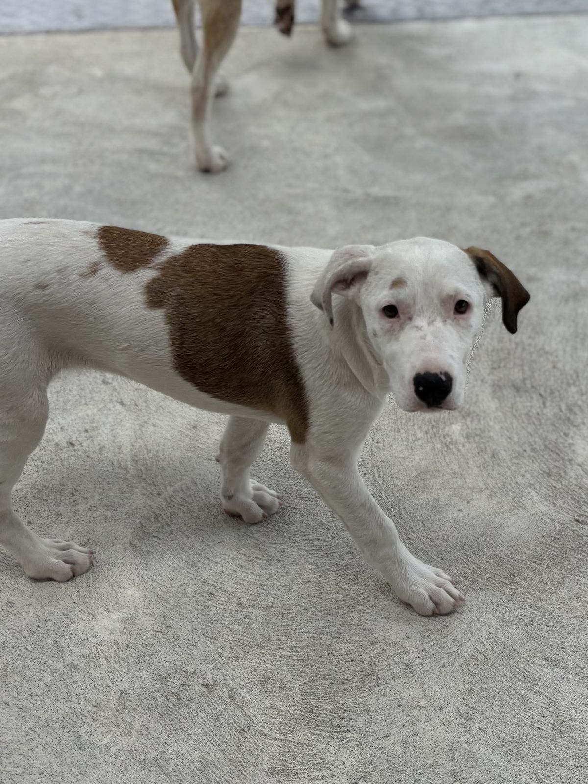 Gallery image: Calypso