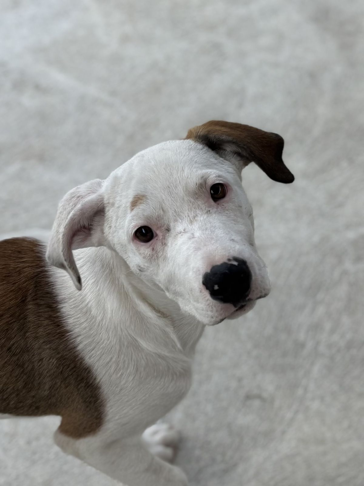 Gallery image: Calypso