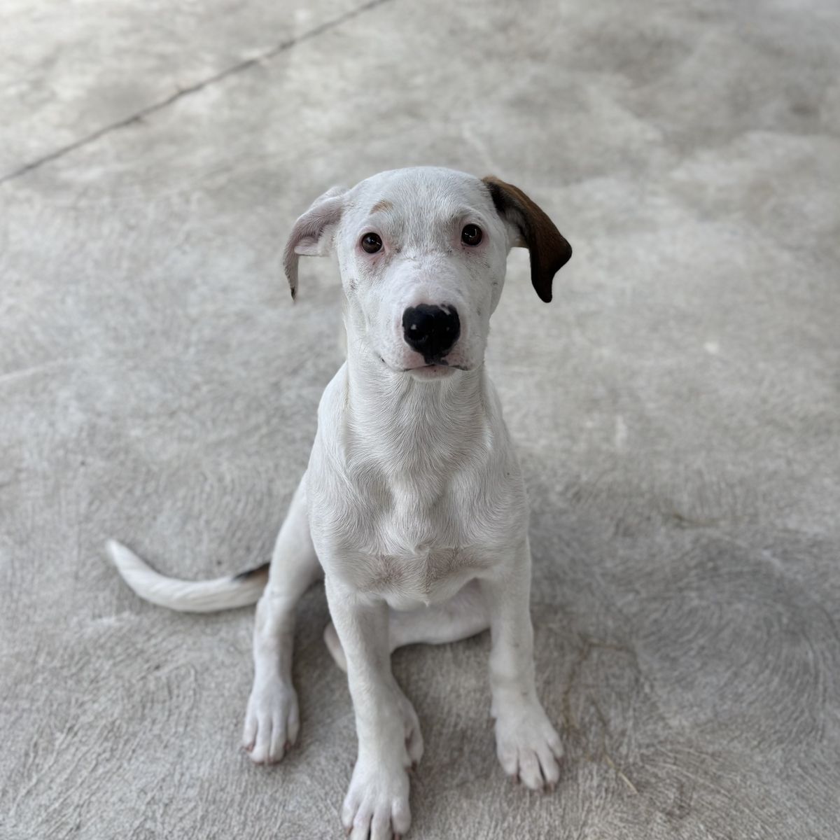 Gallery image: Calypso