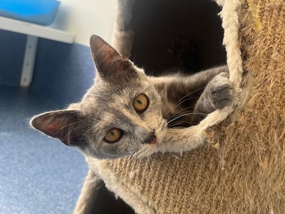 Rhiannon - Domestic Short Hair