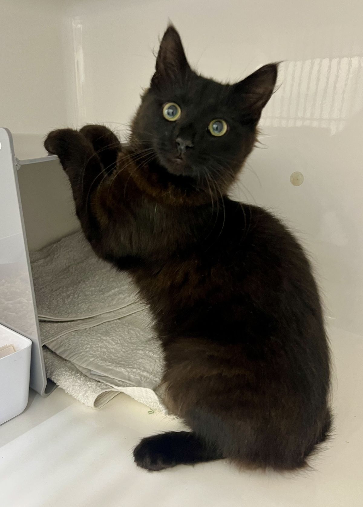 Gallery image: Bramble