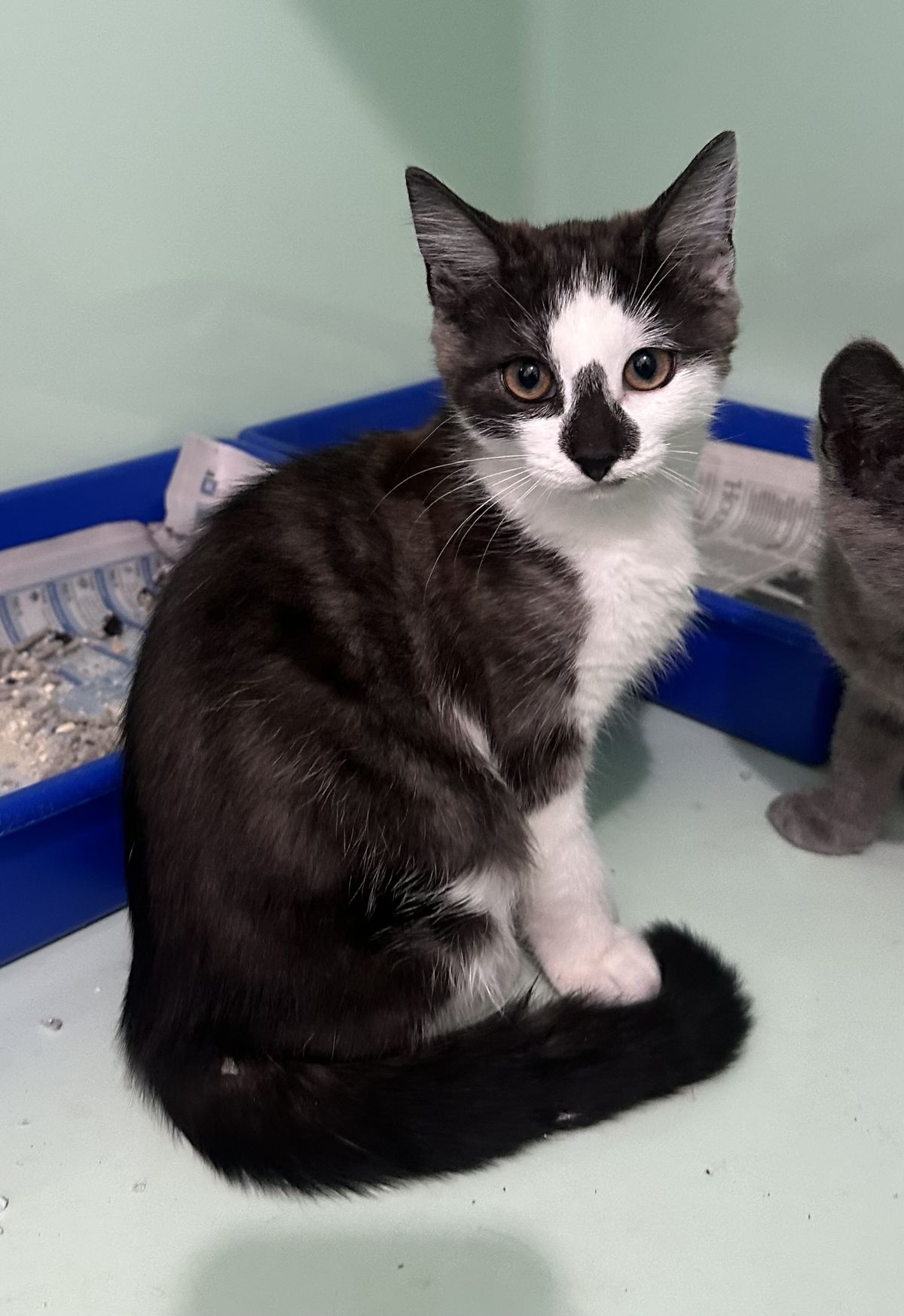 Gallery image: Winston