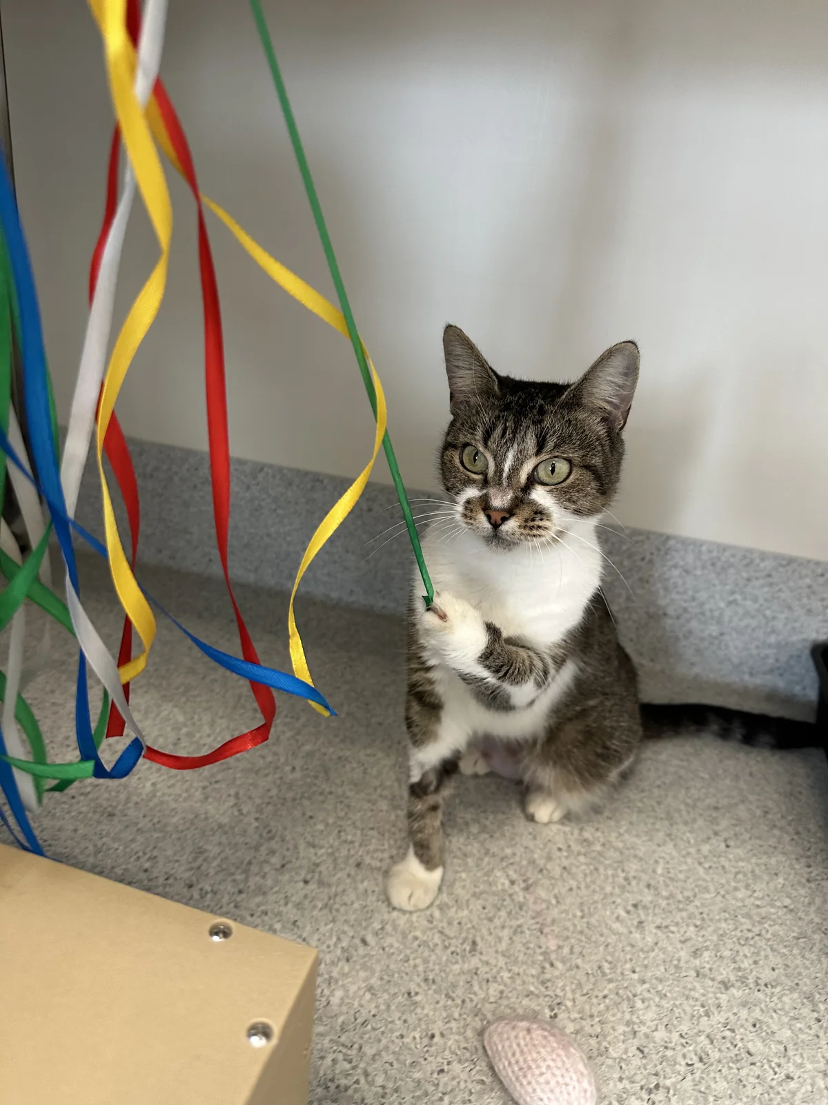 Gallery image: Cappuccino