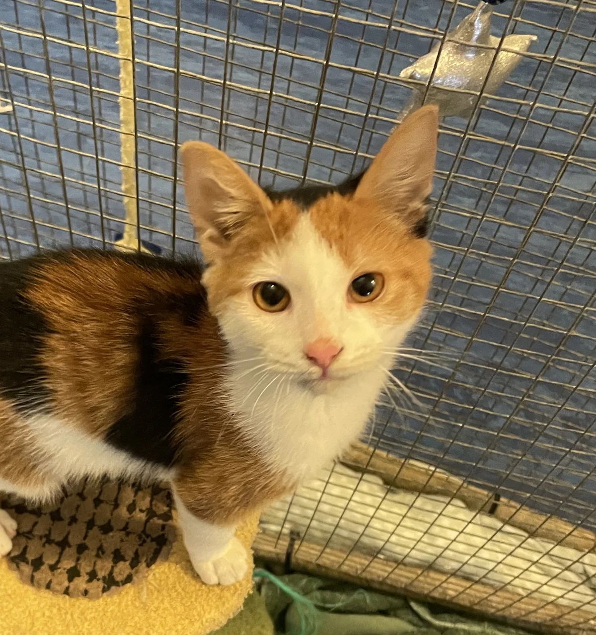 Gallery image: Butternut