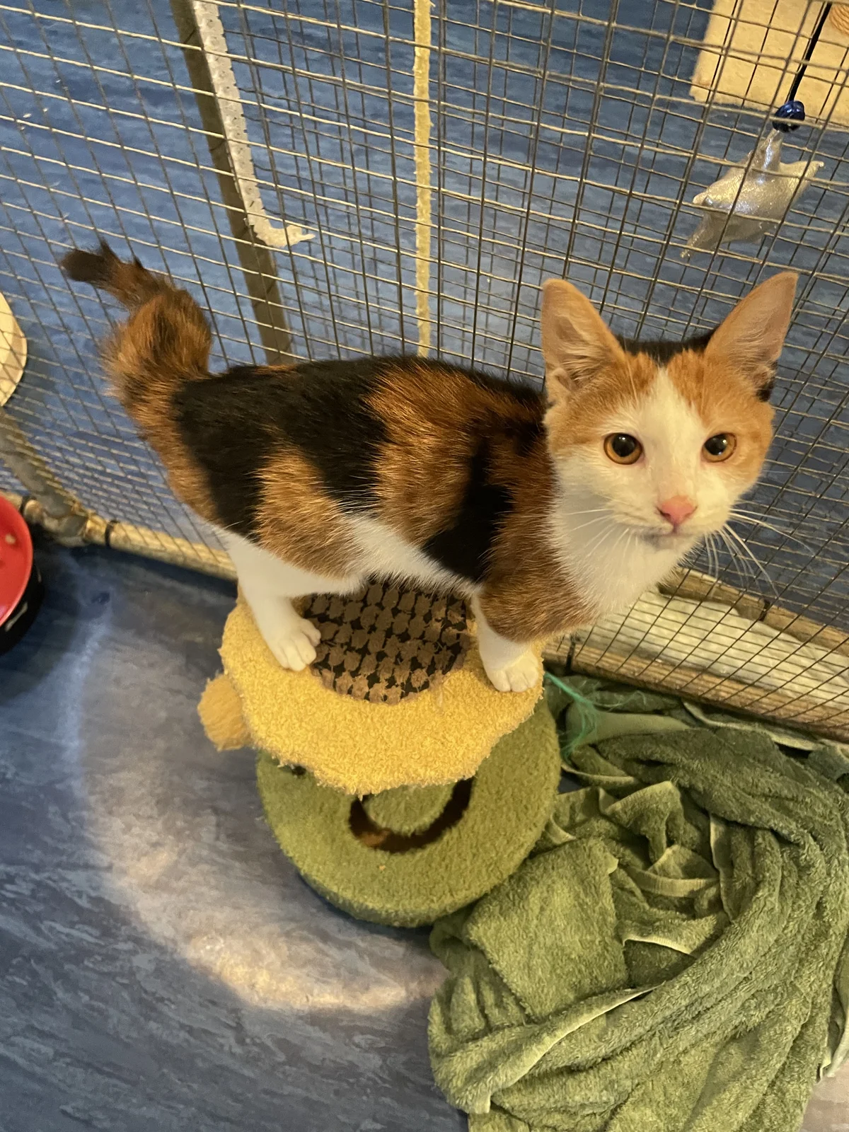 Gallery image: Butternut